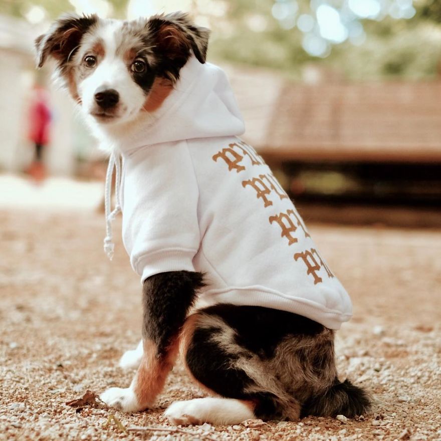 Clothes Are Being Created For Dogs And The Result Is Stunningly Cute