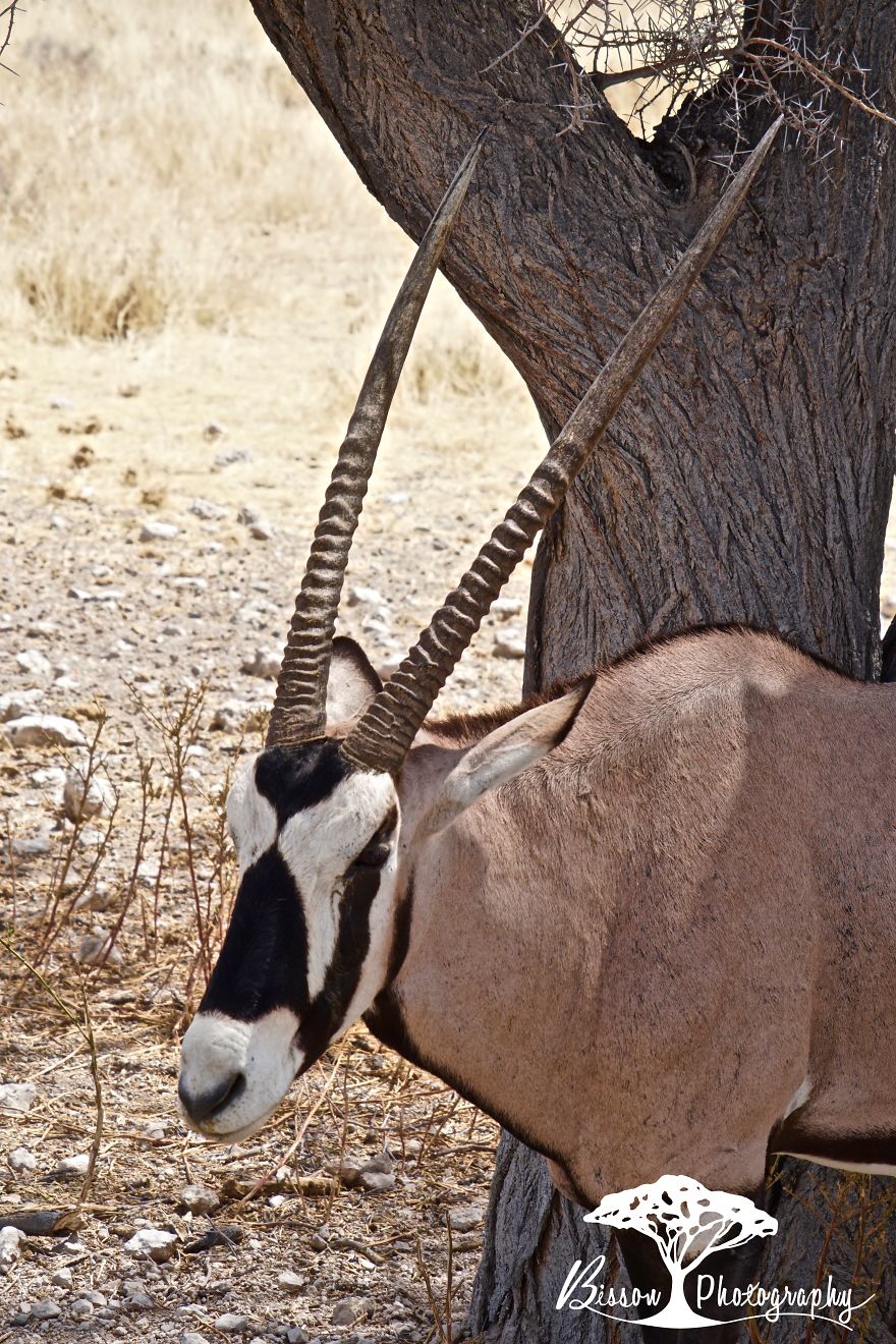 A Trip To Namibia A Trip To Namibia