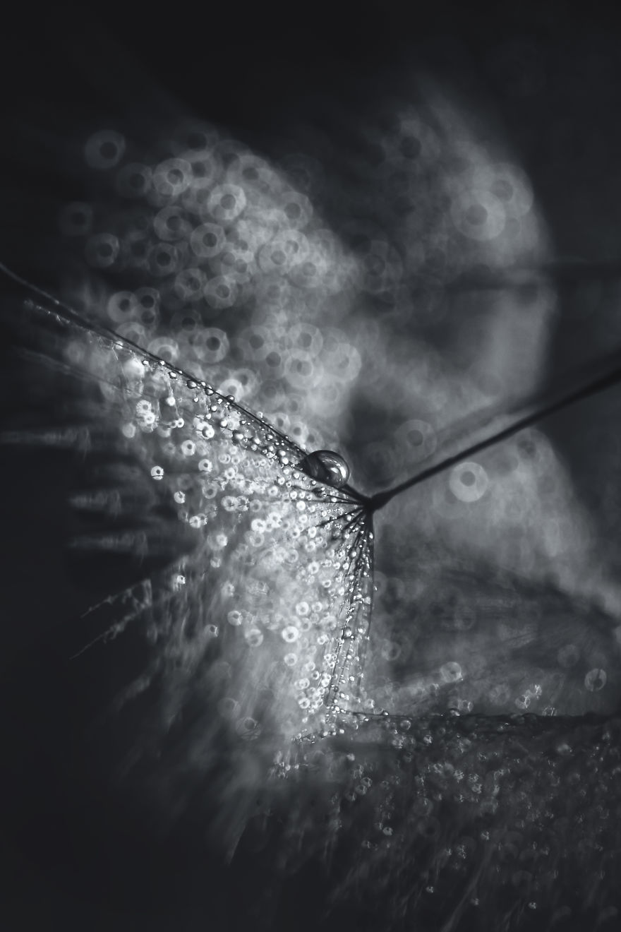 I Show The Hidden Beauty Of Dandelion In My Macro Photographs