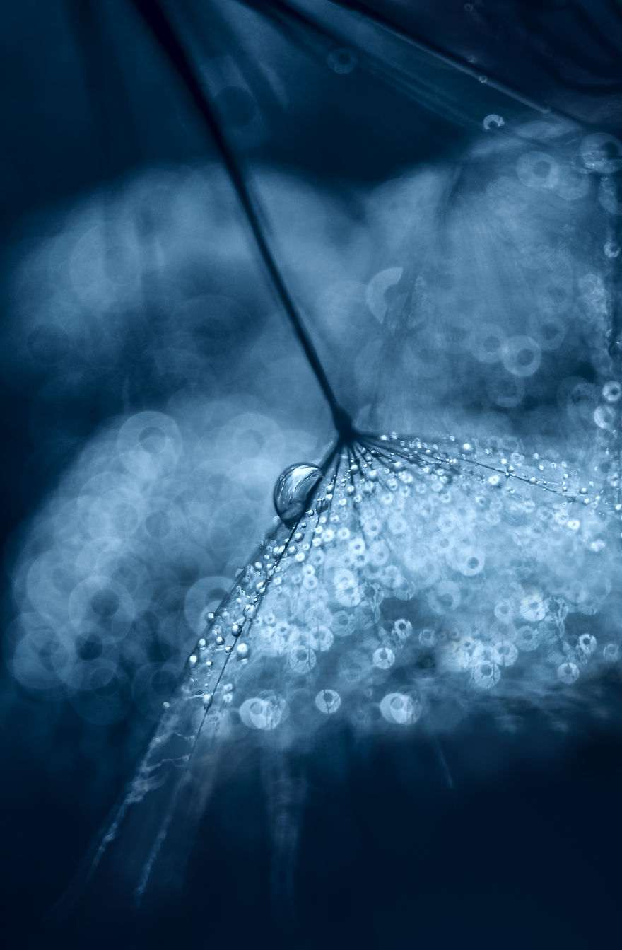 I Show The Hidden Beauty Of Dandelion In My Macro Photographs