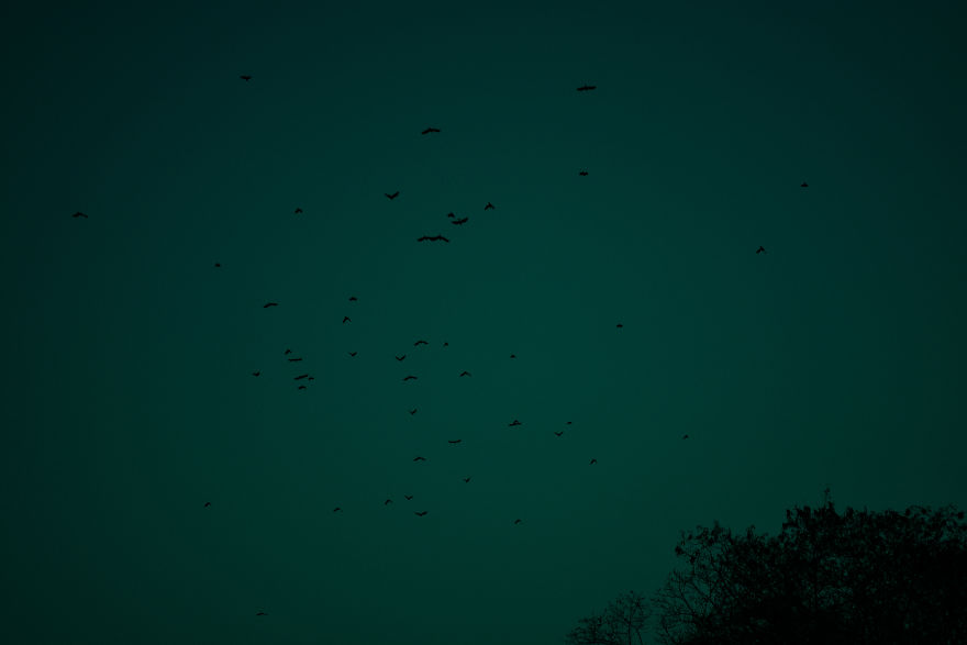 Birds In Flight Birds In Flight