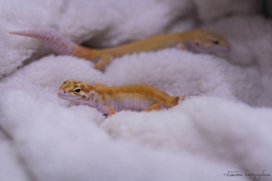 An Extraordinary Photosession With A Gecko Family