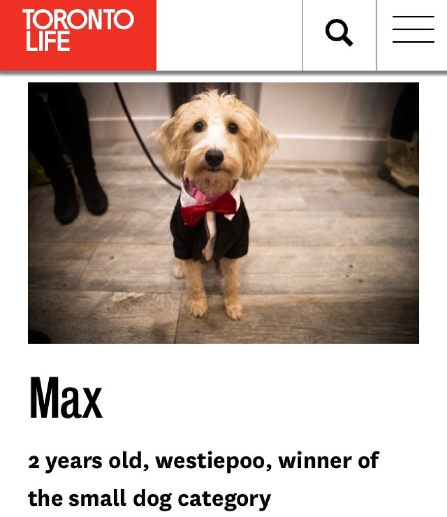 Max Voted Toronto’s Top Dog, Small Dog Category Winner