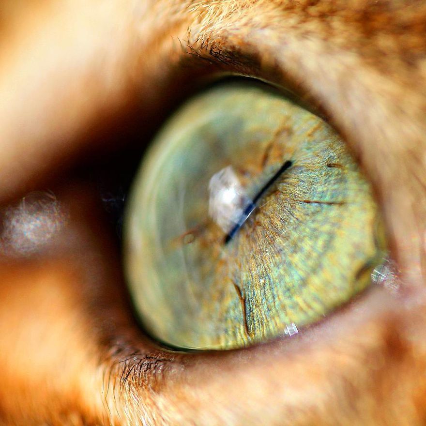 Fascinating Photographs Of Cat's Eyes By Tina Engstrøm Grytdal
