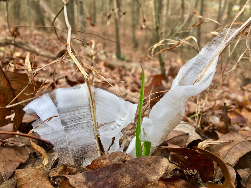 Elsa, Eat Your Heart Out! These Frost Flowers Are Real Material For A Frozen Fantasy