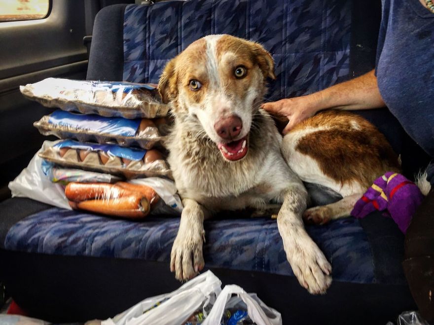 Gingy Mou, The Zambian Rescued Dog, Arrives To Barcelona After A Year Of Traveling Through Africa