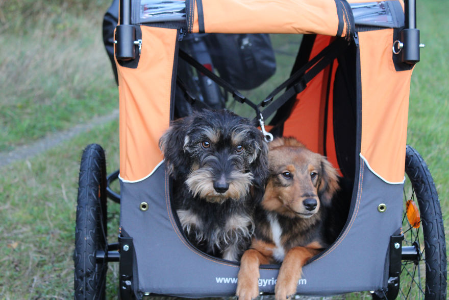 Bike Expedition Around The World With 2 Dogs