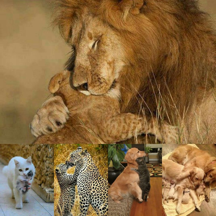 I Luv Animals
