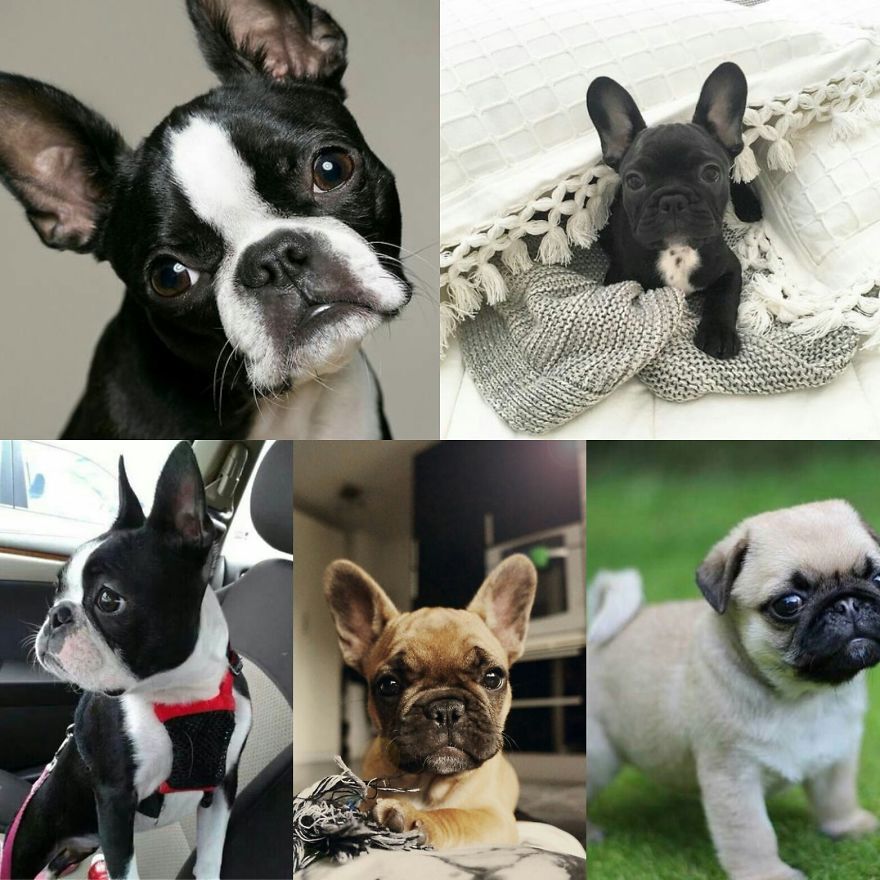 I Luv Animals