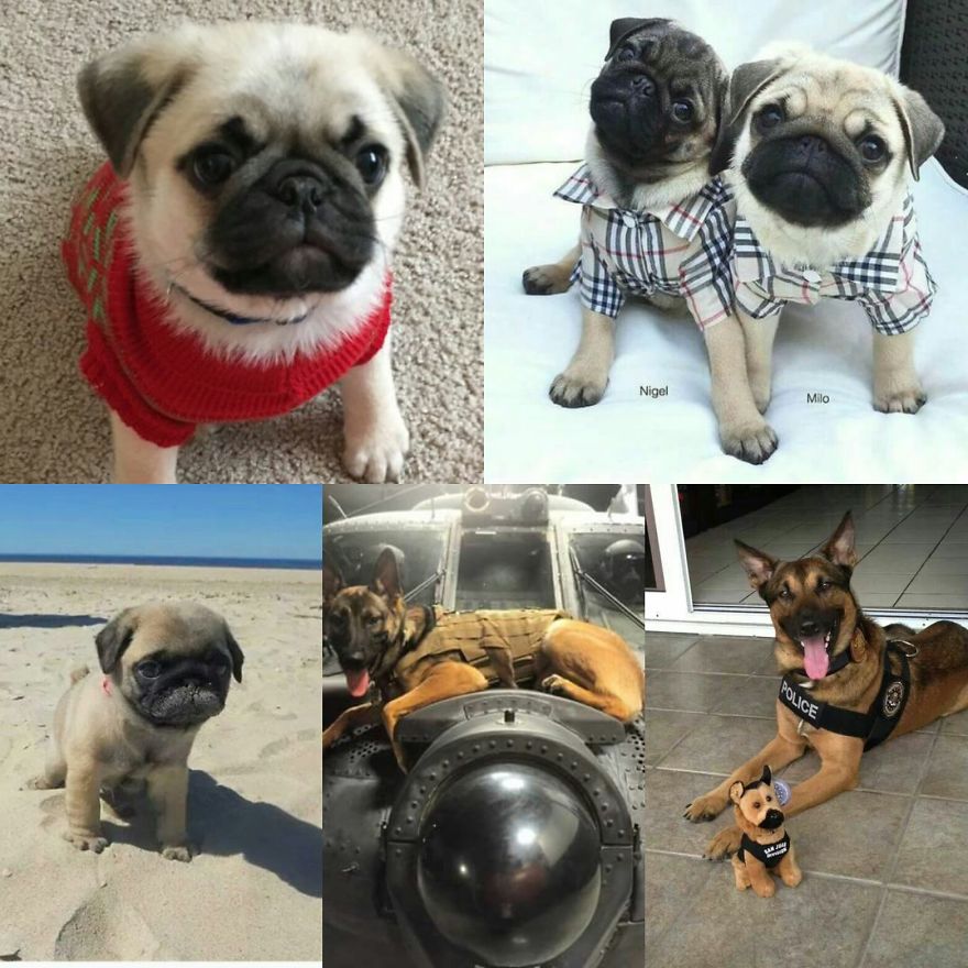 I Luv Animals