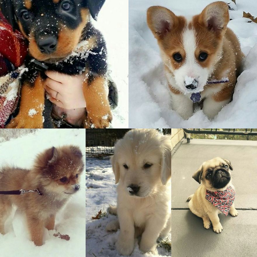 I Luv Animals