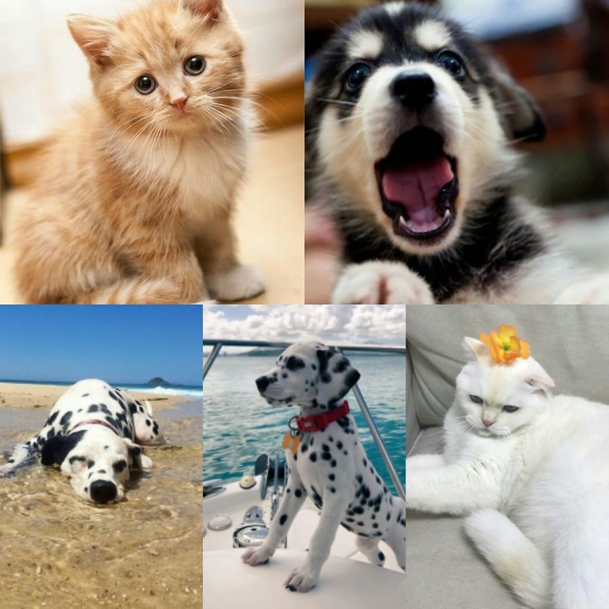 I Luv Animals