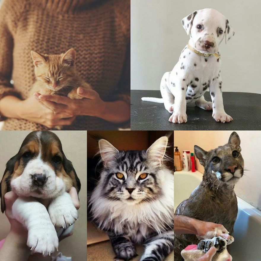 I Luv Animals