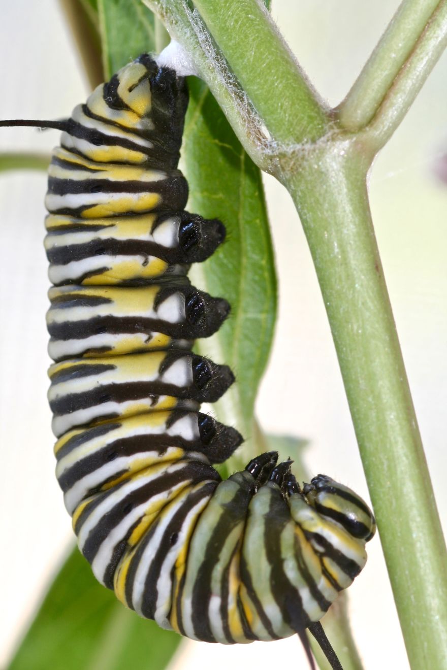 Monarchs Butterflies: A Cycle Of Life
