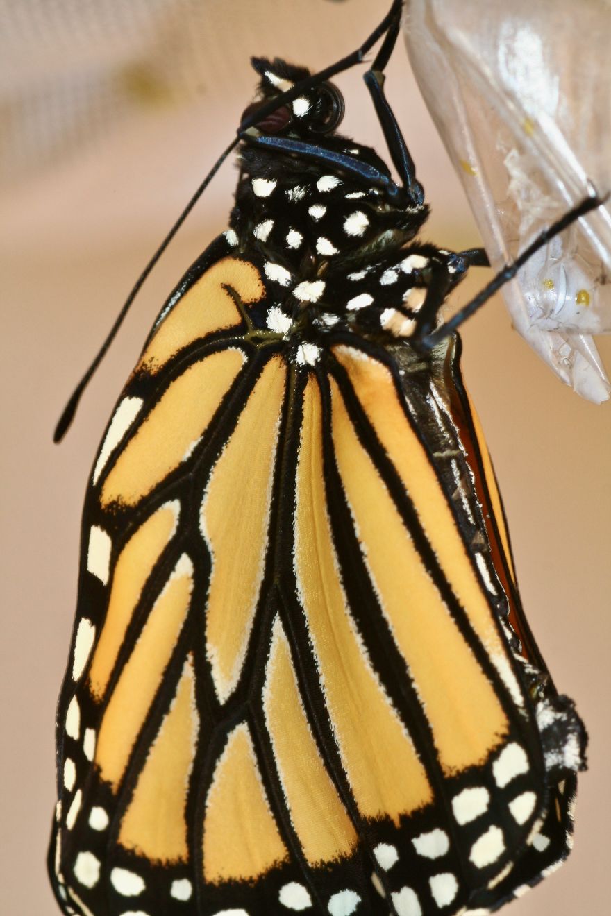 Monarchs Butterflies: A Cycle Of Life