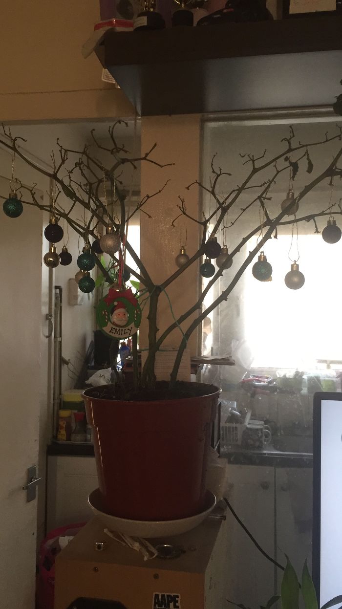 Decorating The Chilli 🌶 Tree