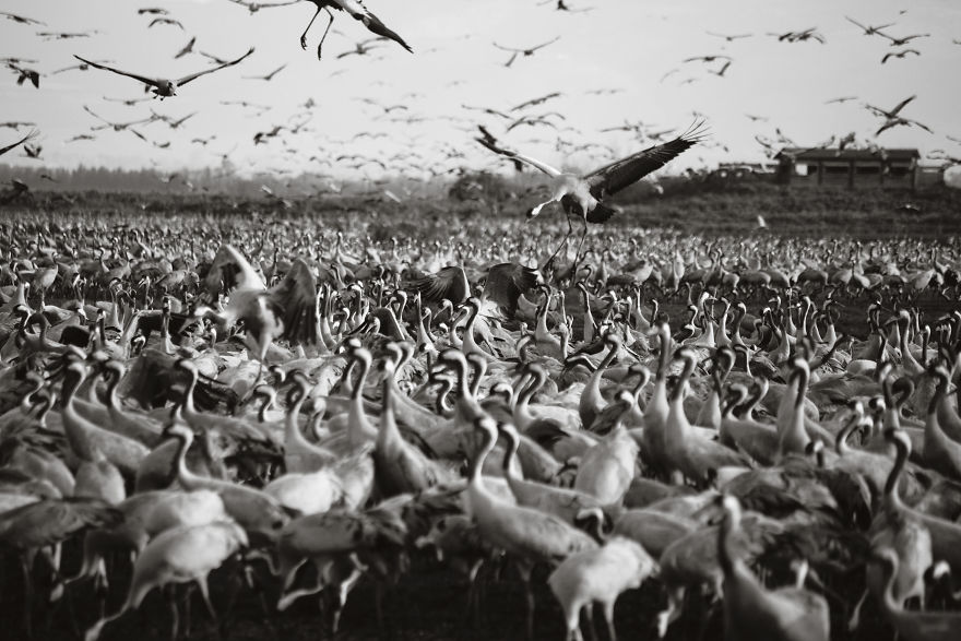 Photographing The Cranes Migration