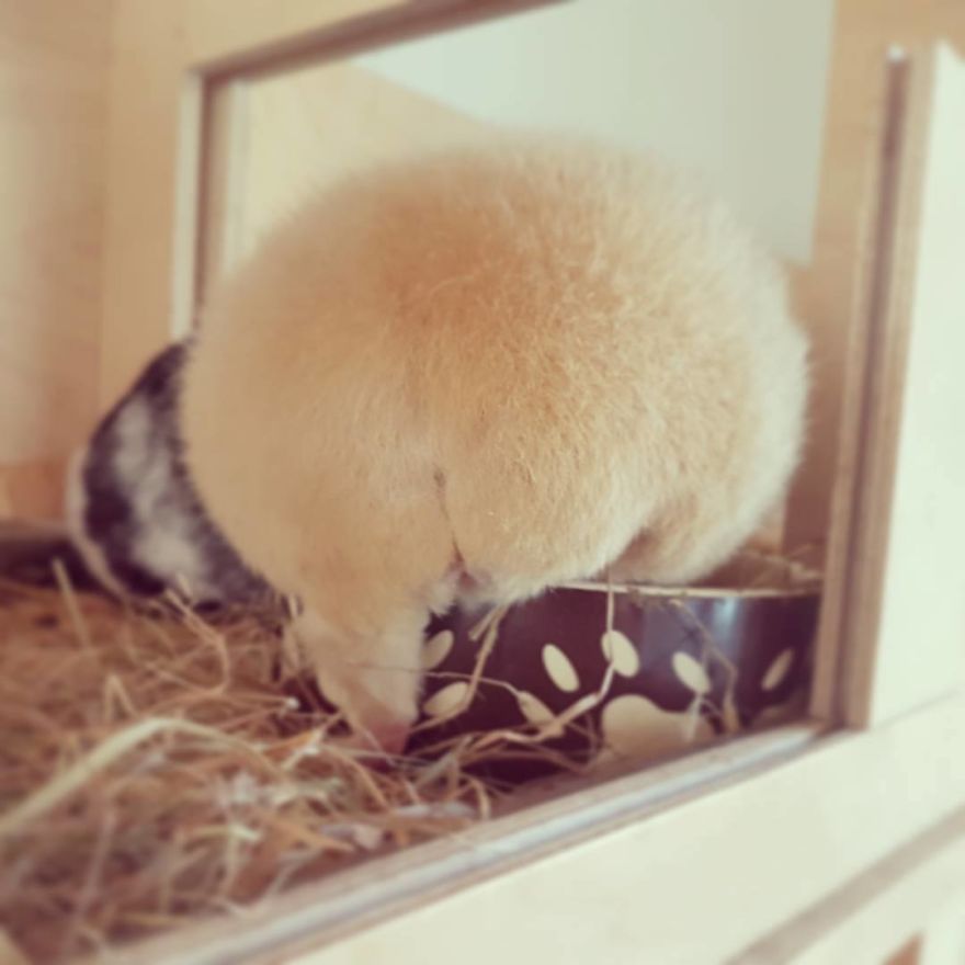 My Guinea Pig Has The Most Fluffy Butt In The World