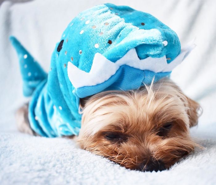 Did You Know Sharks Need To Sleep In On Mondays?