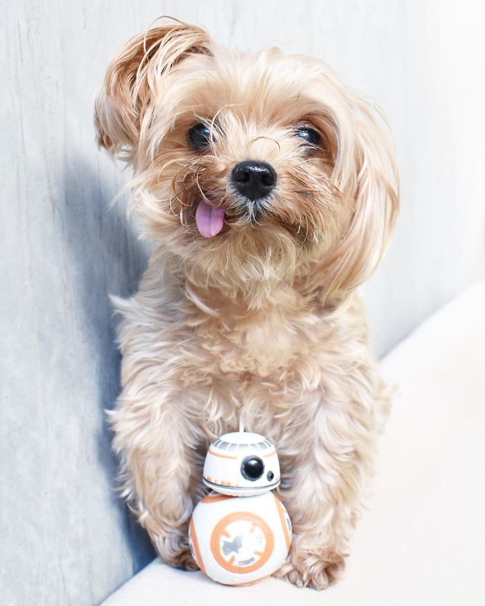 We Finally Watched The New Star Wars Movie And We Were So Happy! BB8 is My Favorite Droid!