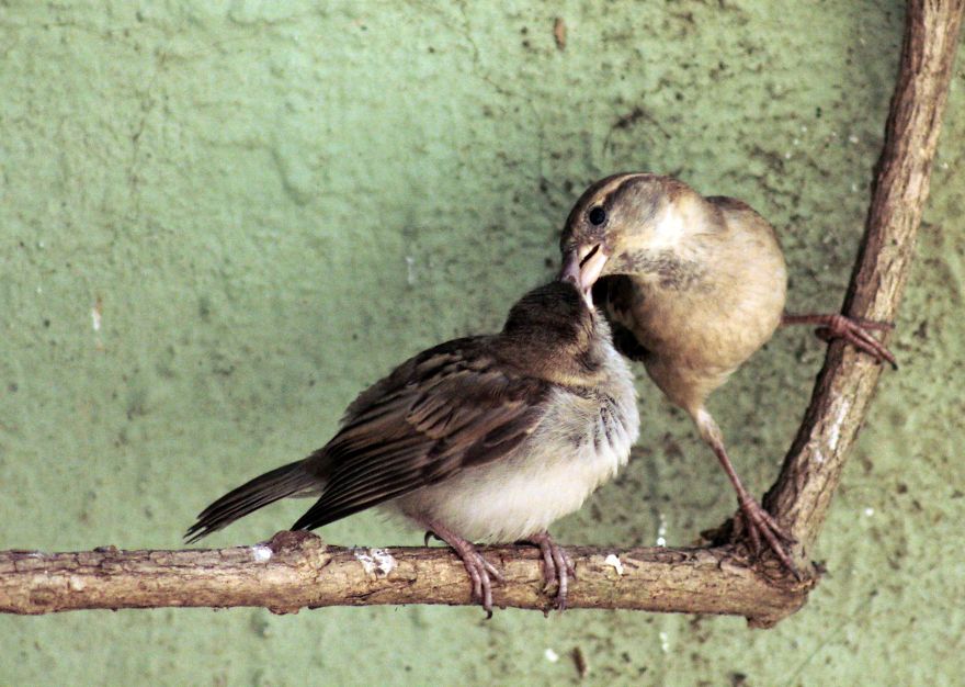 Sparrow Love : An Young Sparrow With Her Mother Trying To Grasp The Technique Of Flying Sparrow Love : An Young Sparrow With Her Mother Trying To Grasp The Technique Of Flying