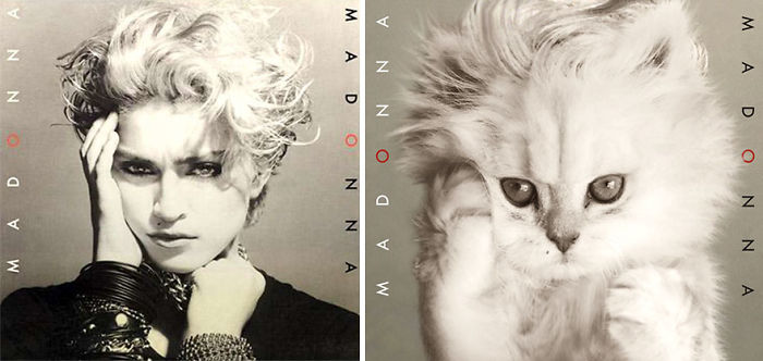 Funny-Kitten-Album-Covers