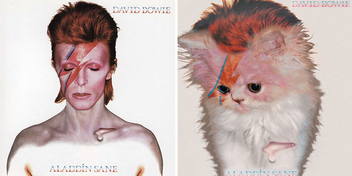 Funny-Kitten-Album-Covers