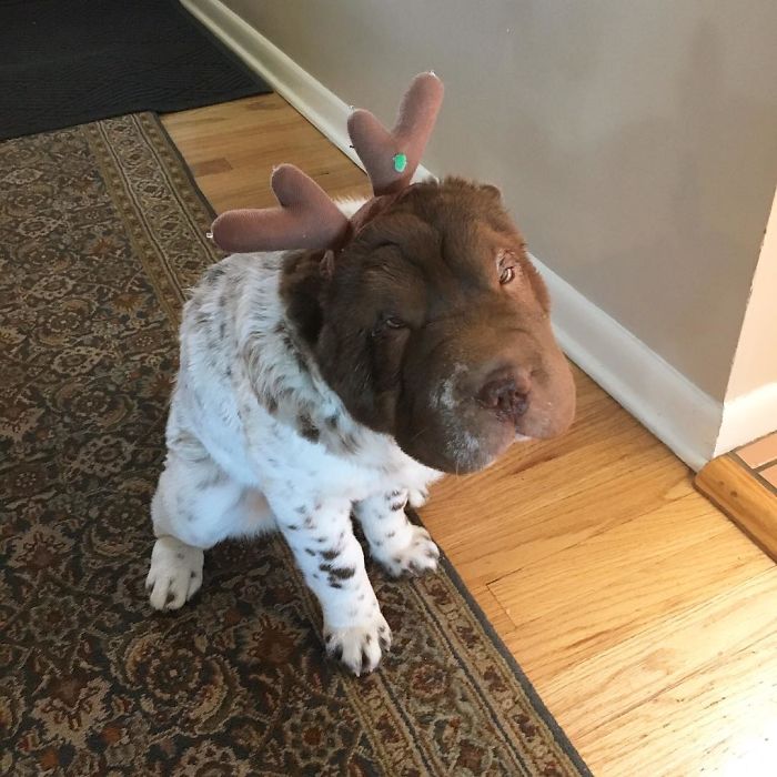 When You Hoped For Some Bones But Received Antlers