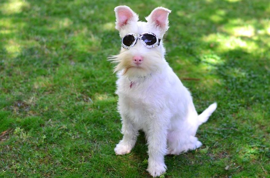 Albino Puppy Wears Special Sunglasses For Protection To Survive