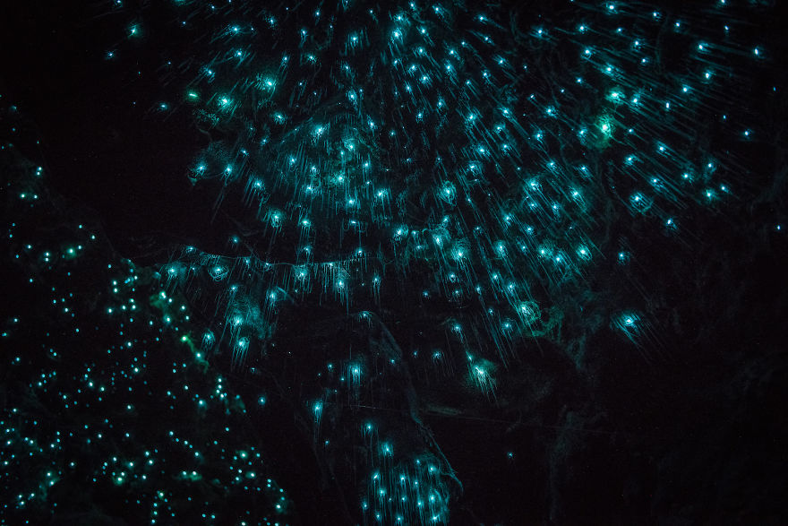 Glow Worms Turn New Zealand Cave Into Starry Night And I Spent Past Year Photographing It (Part 2)