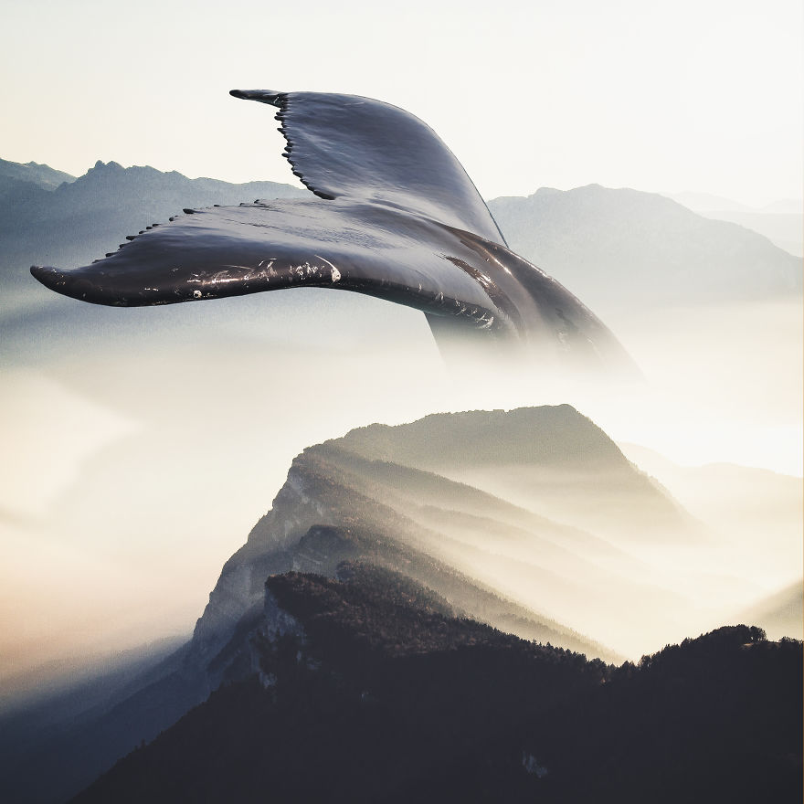 Whale In Fog