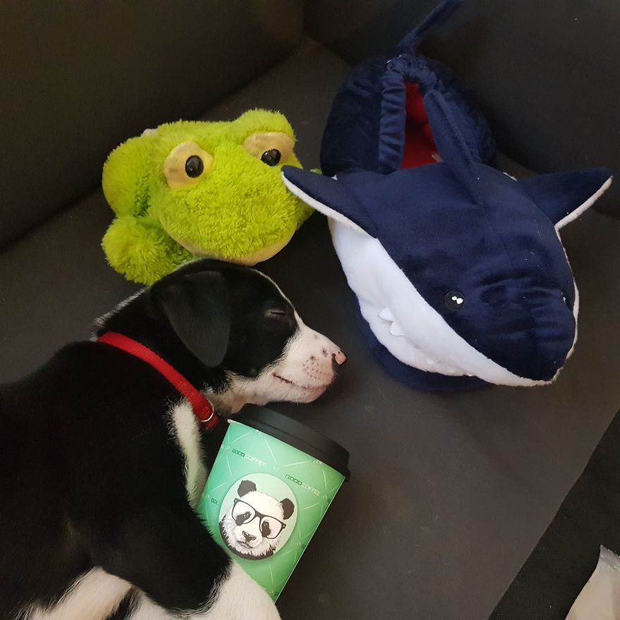 Our Puppy Rick Has A Unique Snuggle Buddy
