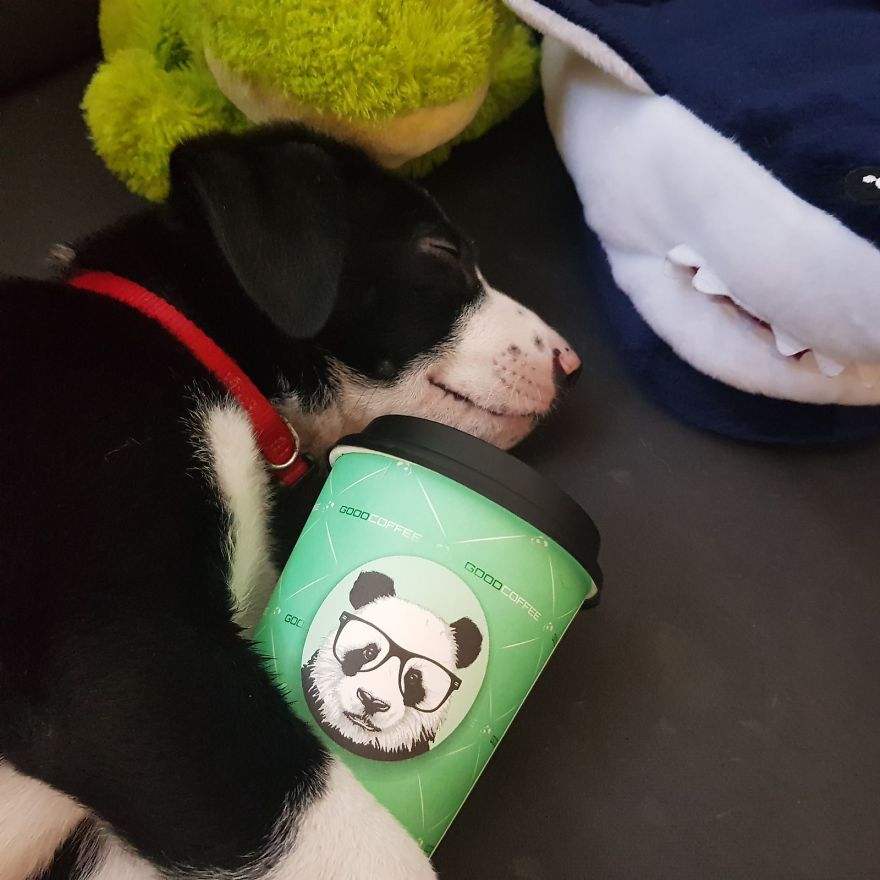 Our Puppy Rick Has A Unique Snuggle Buddy