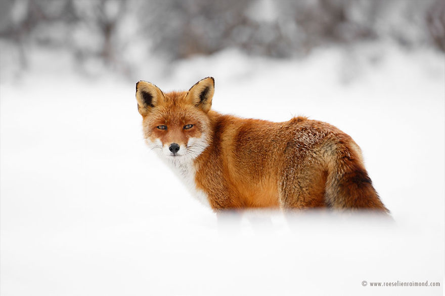 Foxes In The Snow