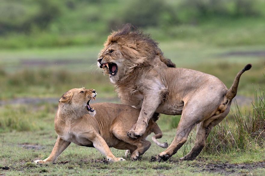Love Fighting By Pierluigi Rizzato (Remarkable Award In Animals In Their Environment Category)