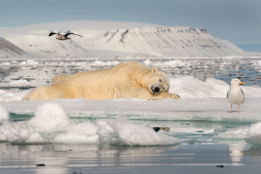 Dreaming On Sea Ice By Roie Galitz (1st In Fragile Ice Category)