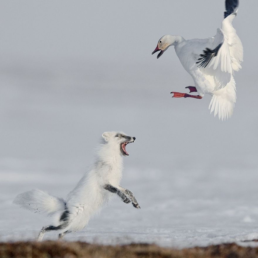 Attack By Sergey Gorshkov (1st In Animals In Their Environment Category)