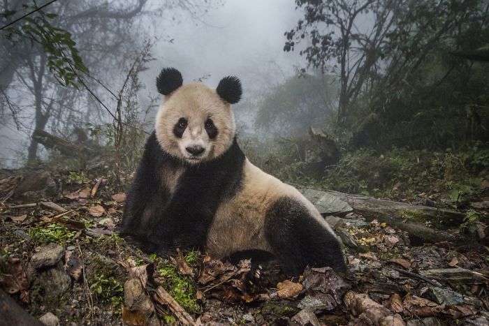 Pandas Salvajes, Ami Vitale (2º En Animales En Su Ambiente)