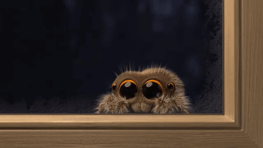 Lucas The Adorable Spider That Cured Everyone’s Arachnophobia Is Back And Wants To Come Inside
