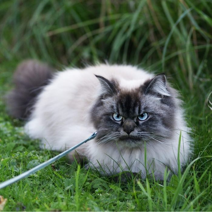 Meet Merlin, The Ragdoll Cat Who Hates Everything | Bored Panda