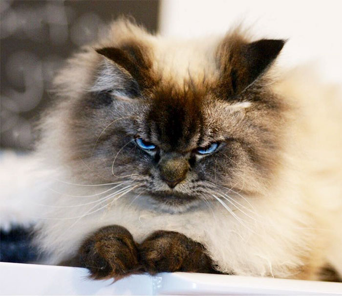 Meet Merlin, The Ragdoll Cat Who Hates Everything