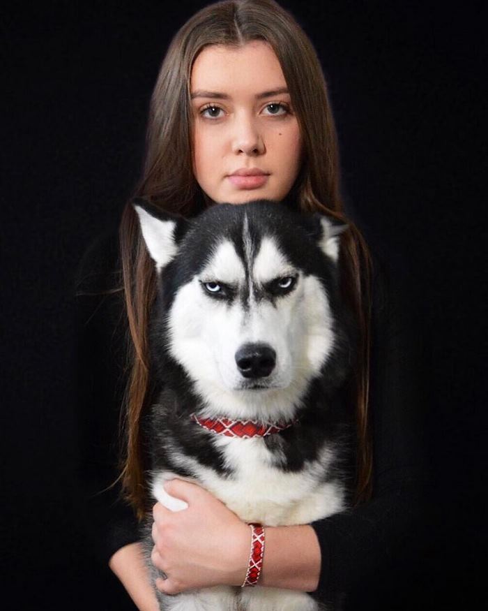 Humans Attempt To Do A Christmas Card Photoshoot With Their Husky, And The Result Is Just Too Funny
