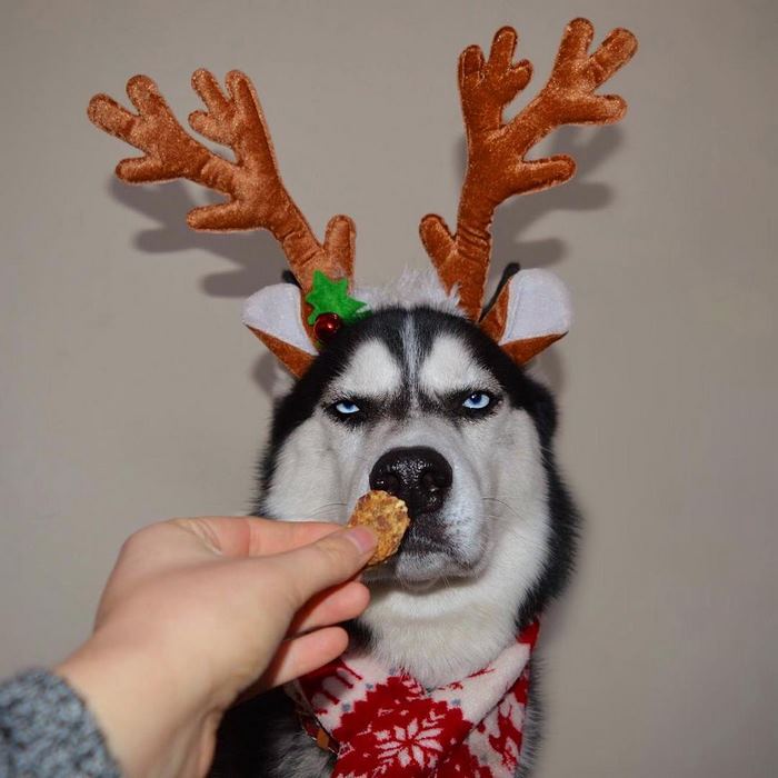 angry husky christmas photoshoot anuko 2 - Humans Attempt To Do A Christmas Card Photoshoot With Their Husky, And The Result Is Just Too Funny