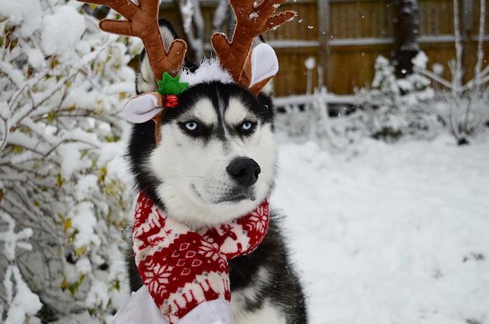 angry husky christmas photoshoot anuko 4 - Humans Attempt To Do A Christmas Card Photoshoot With Their Husky, And The Result Is Just Too Funny