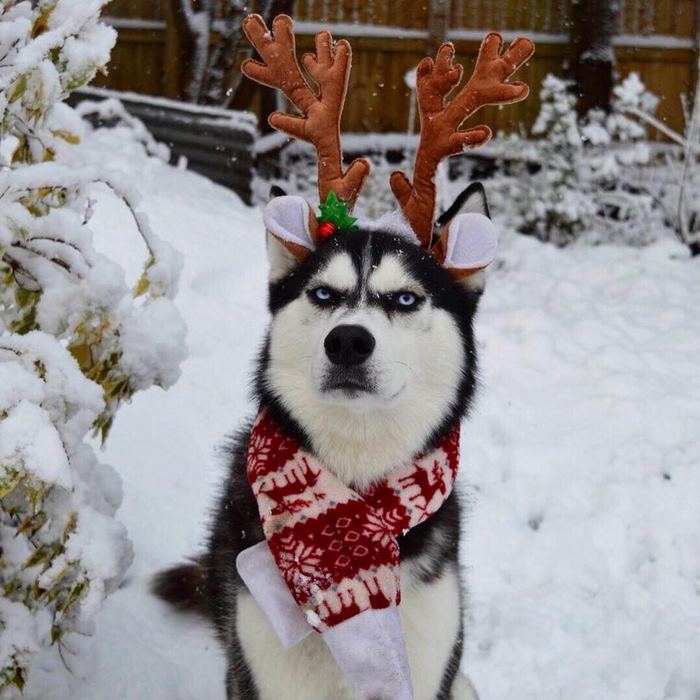 Humans Attempt To Do A Christmas Card Photoshoot With Their Husky, And The Result Is Just Too Funny