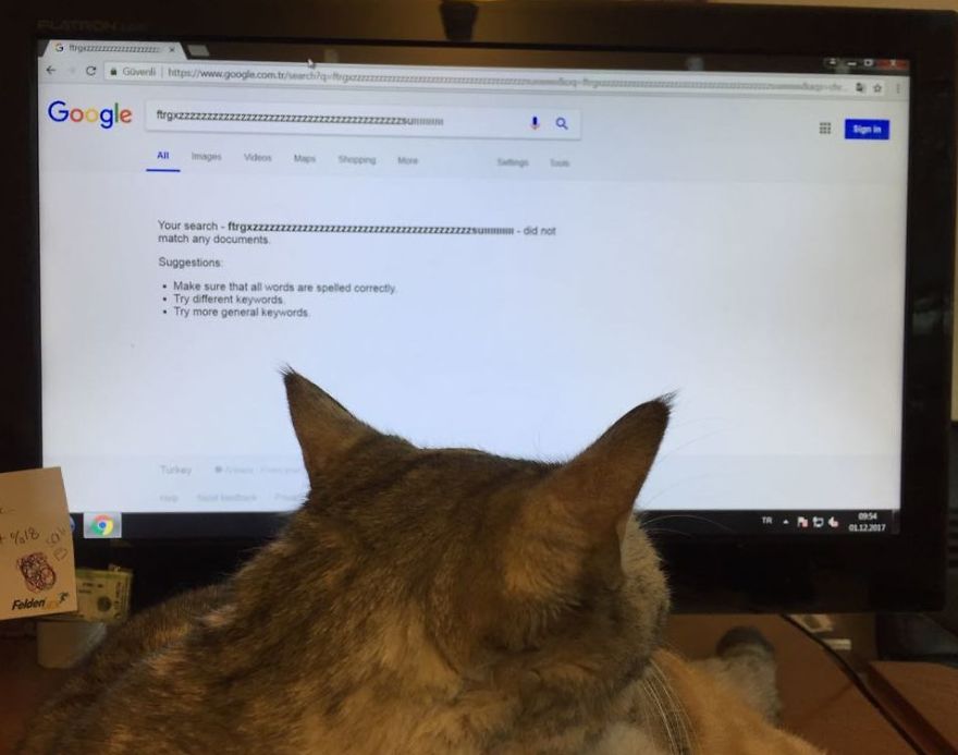 My Stray Does This Every Time