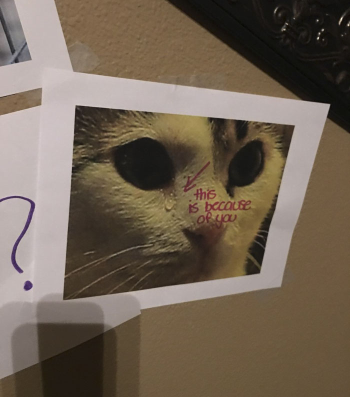 Daughter Tries To Guilt-Trip Her Dad Into Getting Her A Kitty, Gets The Best Response