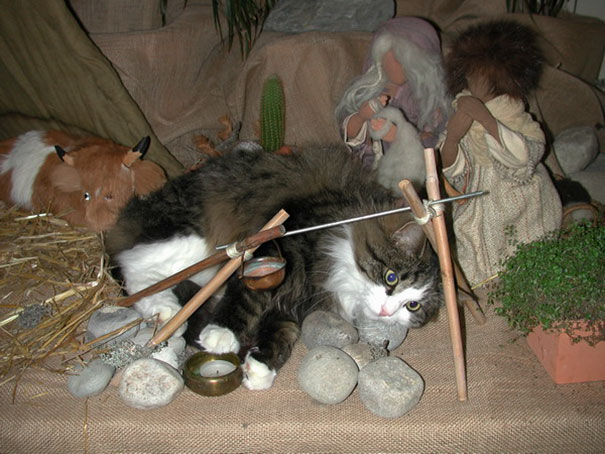 Found The Cat Laying In The Middle Of The Nativity Scene