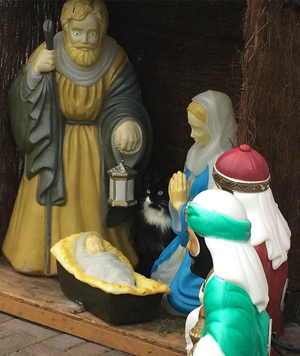 Our Cat Loki Invaded Next Doors Nativity Scene, His Face Is Hilarious
