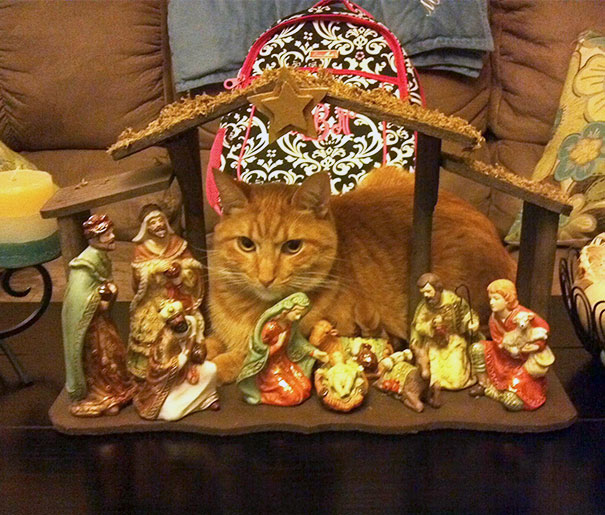 Dad Sent Me This Picture With The Comment, "He Brought Gold, Frankincense, And Purr"